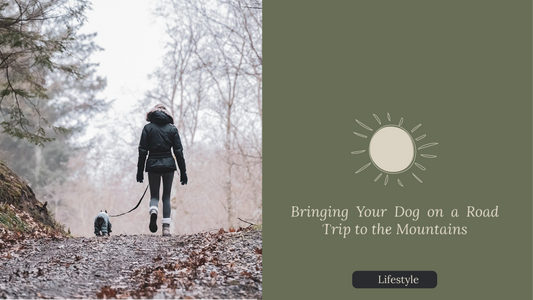 Bringing Your Dog on a Road Trip to the Mountains: Tips for a Safe and Enjoyable Adventure