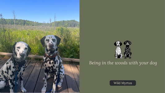 Being in the woods with your dog