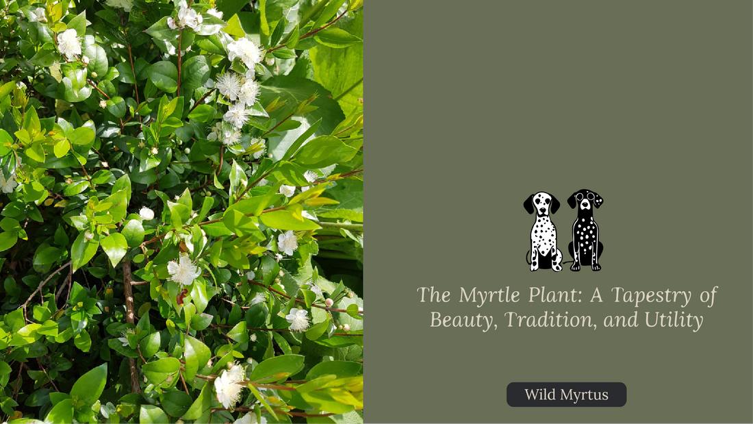The Myrtle Plant: A Tapestry of Beauty, Tradition, and Utility
