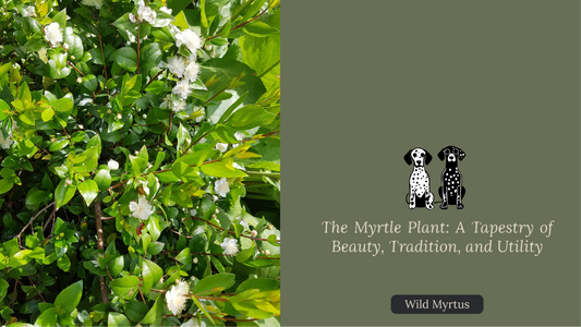 The Myrtle Plant: A Tapestry of Beauty, Tradition, and Utility