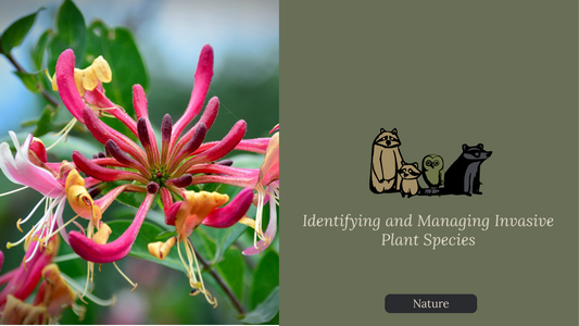 Identifying and Managing Invasive Plant Species