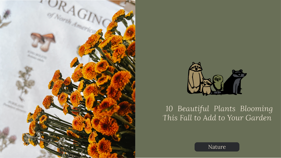 10 Beautiful Plants Blooming This Fall to Add to Your Garden