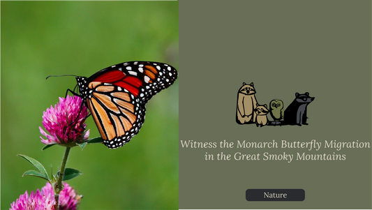Witness the Monarch Butterfly Migration in the Great Smoky Mountains
