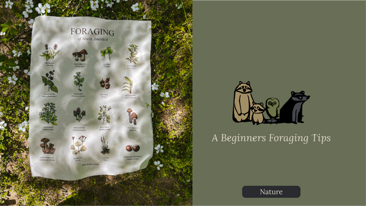 A Beginners Foraging Tips