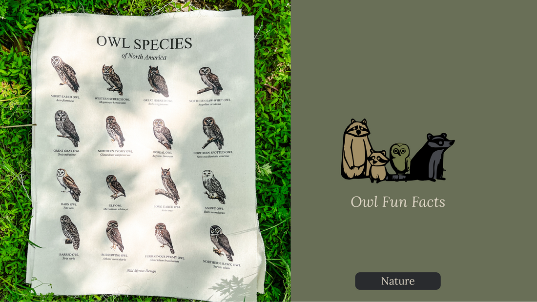 Owl Fun Facts of North America