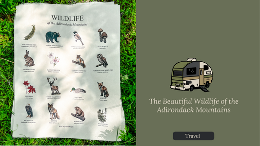 The Beautiful Wildlife of the Adirondack Mountains