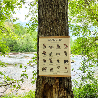 Handmade hanging organic raw canvas wall art featuring illustrated plants and animals from North American forests. Available in three different wood frames. All material sourced in the USA.